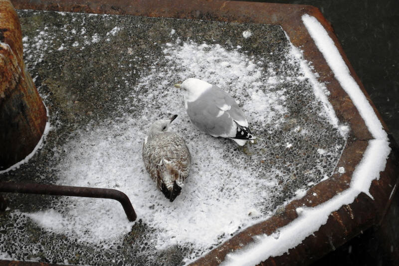 the two single teens, still squeeking like young birds ..to eachother