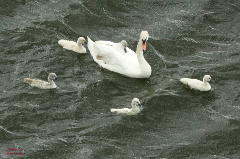 The Family in a little heavy wind, high waves for the small ones
