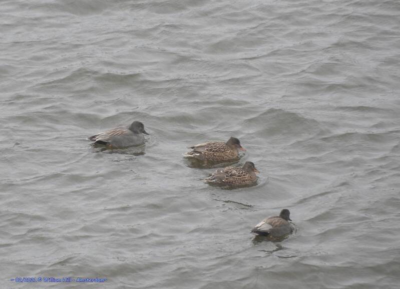 Daisy, Huey, Dewey and Louie