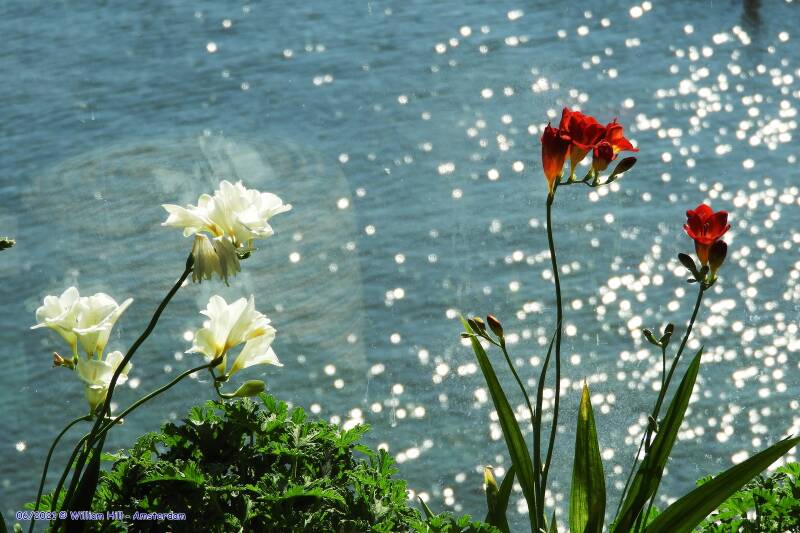 14) Onding would have loved these beautiful Freesias