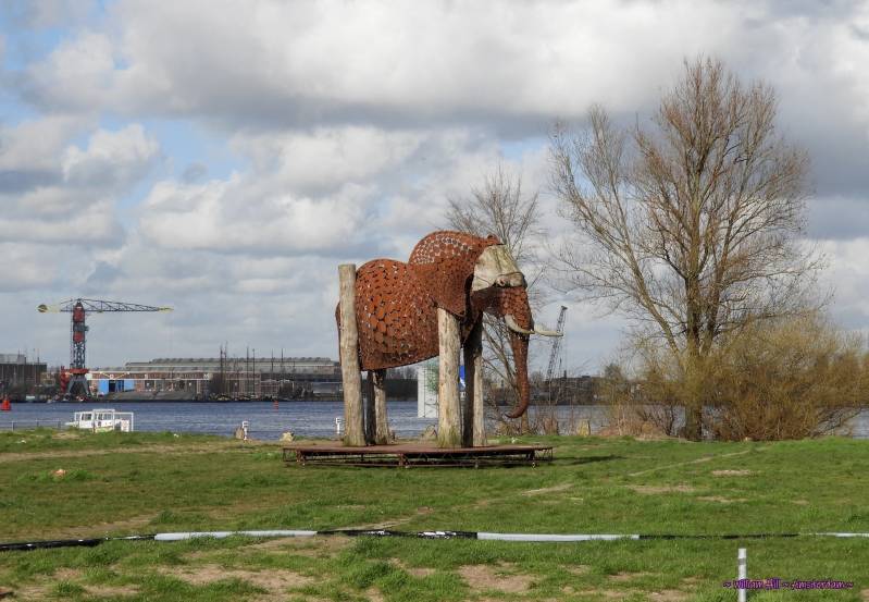 Elephant (art @ Stenenhoofd) 