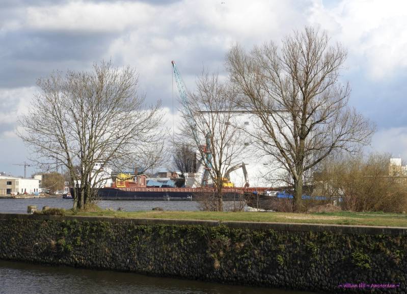 the three trees at Stenenhoofd