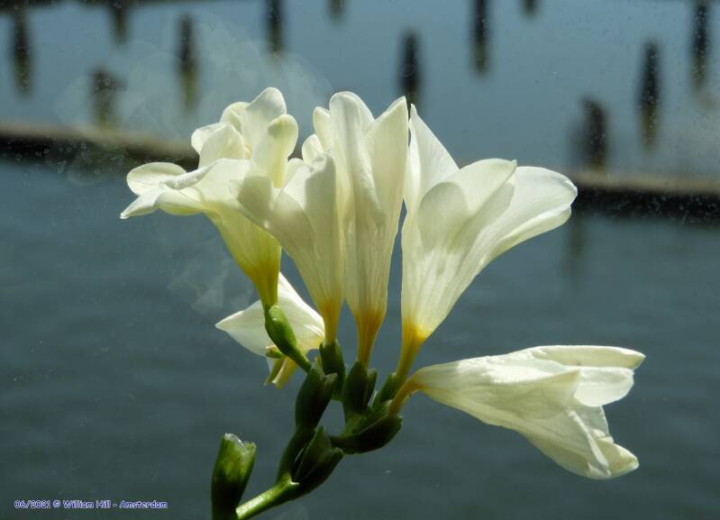 Onding loved smelly flowers