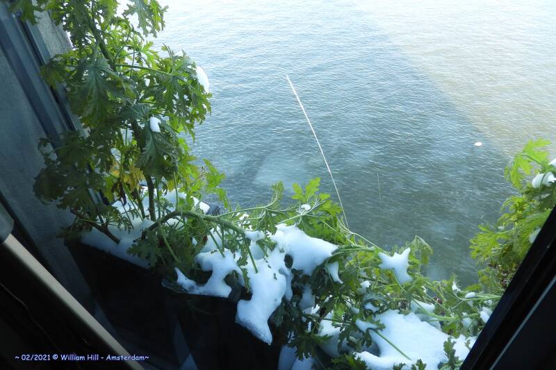 09, the plants did not survive this winter week  + the crack in the window, made by the glazier who came to replace the bottom glass plate, which I had to wait a year for,  isn&#039;t it great .. 