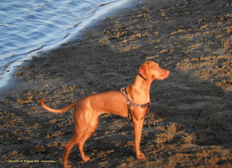 it's a Fast Drying Dog