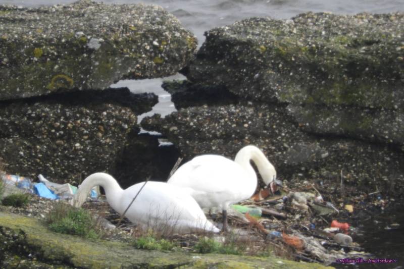 starting re-decoration of the nest from last year