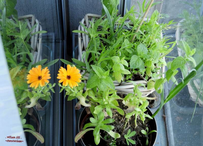 new life in the plants