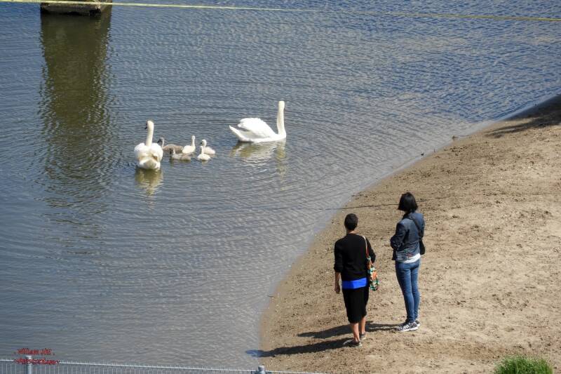 pretty close to the humans