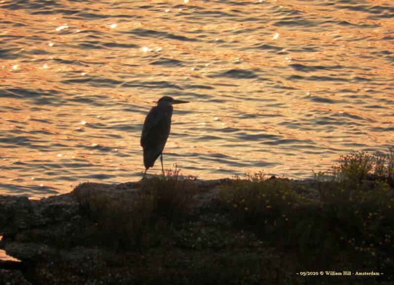 Otis Heron, ..♪ sitting in the morning sun..♫