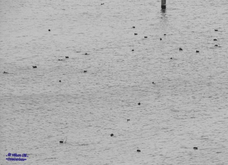 Invasion of the coots