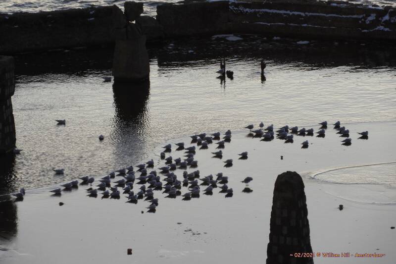new gulls, sitting on the ice