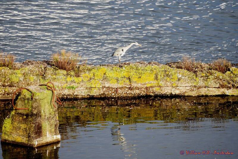 a heron in the afternoon sun
