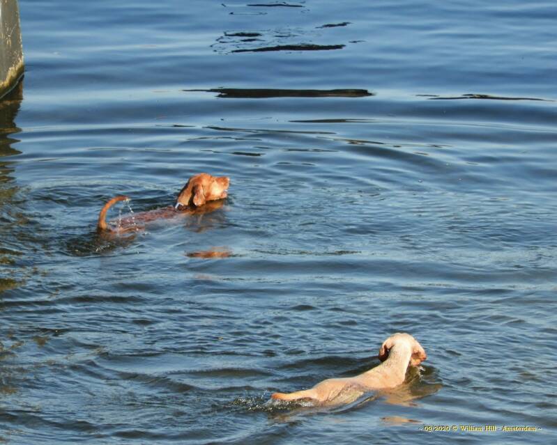 found it and back they go, for another go.