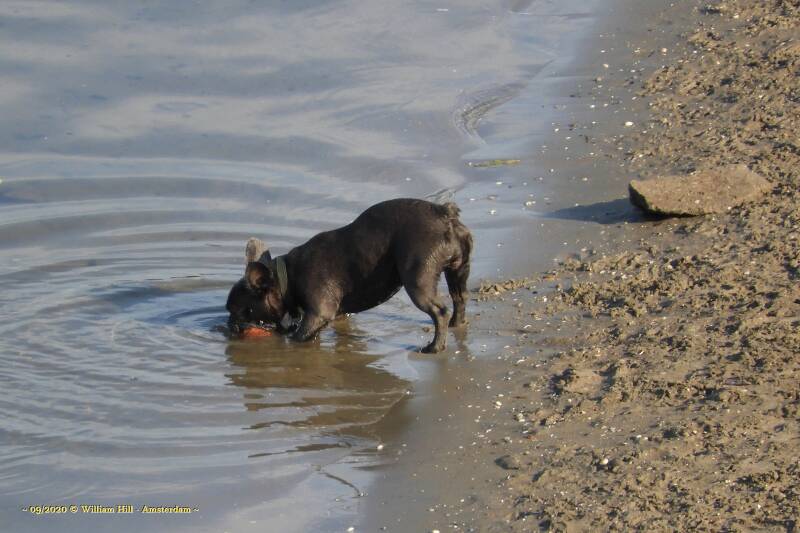 DogFun, "stupid size"