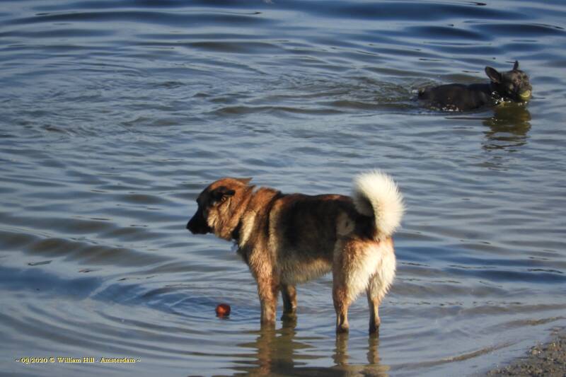wait .. (If I pick it up, I have to give it to my human, he will throw it back in the water and I have to go after it and bring it back, .. again!, just like that poor black dog) no I better leave it alone