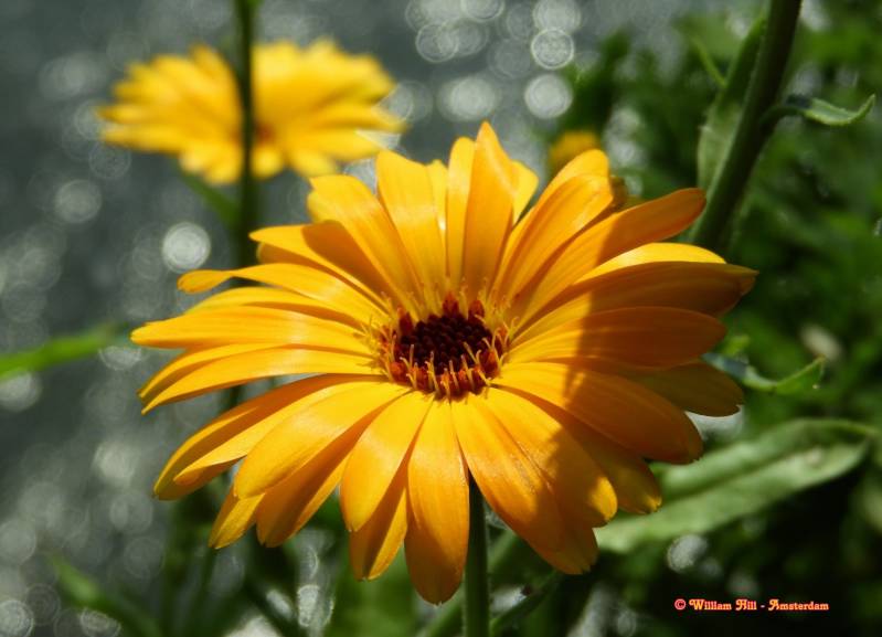 in Dutch: Goudsbloem