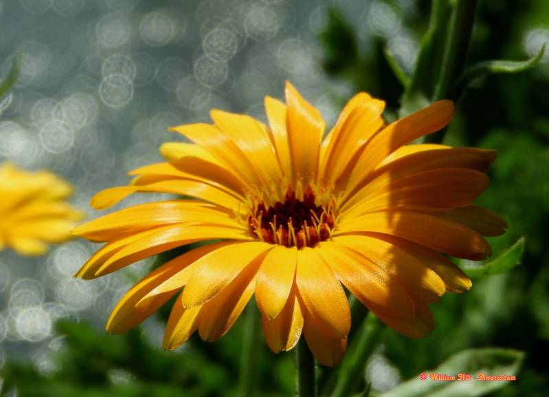 Calendula officinalis