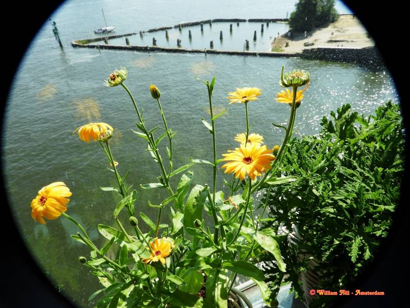 Calendula officinalis