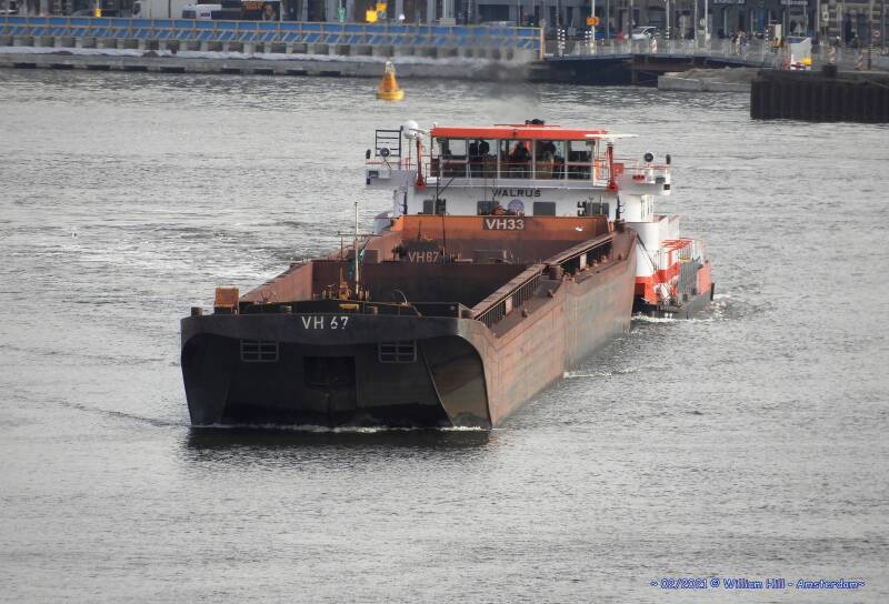 VEERHAVEN  VII, WALRUS