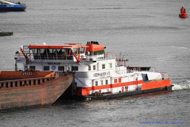 VEERHAVEN  VII, WALRUS