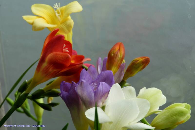 yellow,red,purple,white,orange