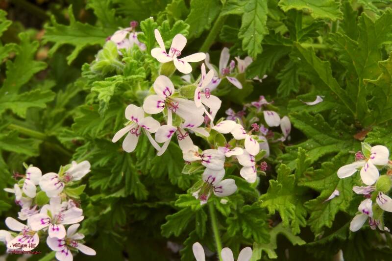 flowers on the balcony