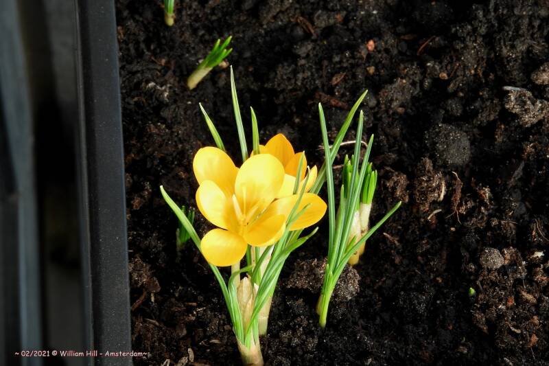 Hello there, first crocus&#039; on my balcony