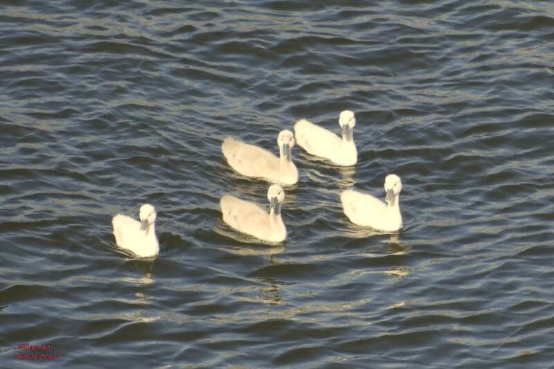 Watching dad who is in battle