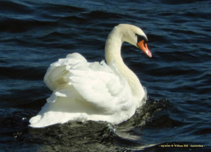 on the way to chase off intruders