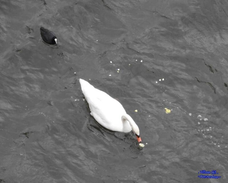 Swan and coot , enjoying a given apple