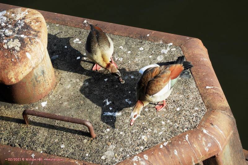 Egytian Geese eating the poo of the gulls