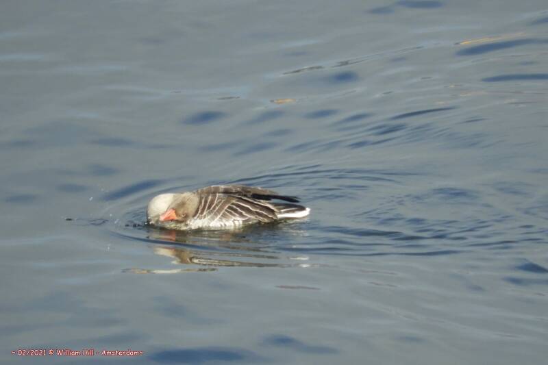 a Grey Goose acting strange, flipping over and over sideways
