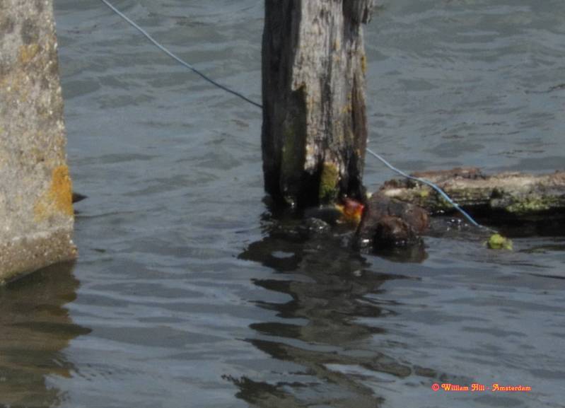 sorry, this camera doesn't reach that far but there is a little one