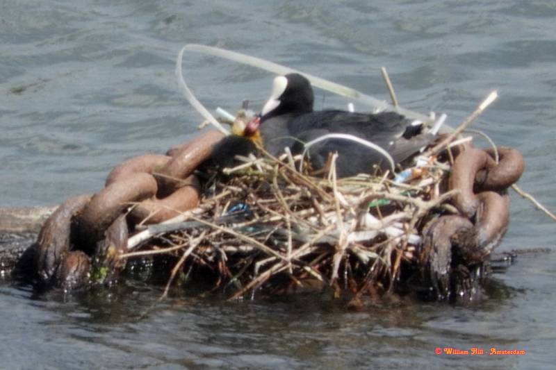 with a reddish head and it can be fed