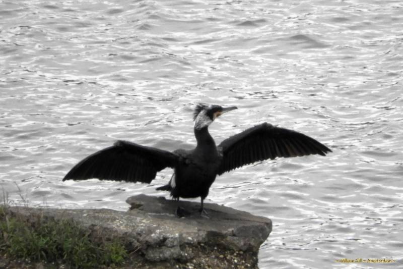 A Cormorant drying the feathers in the wind
