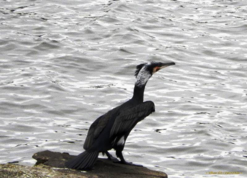 cormorant
