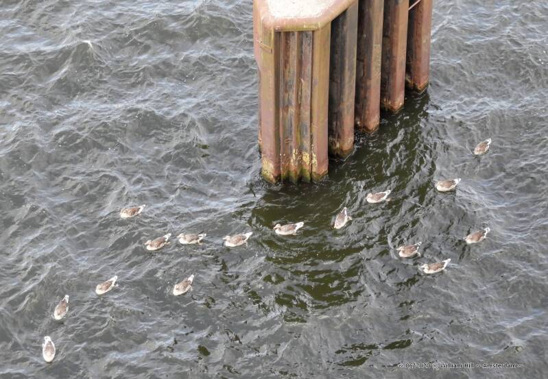 the poor things, these geese..