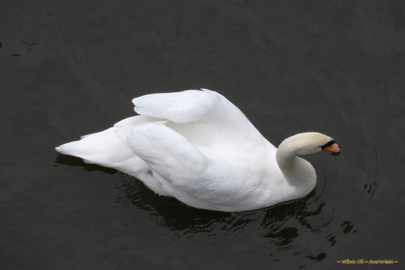 swan showing muscles
