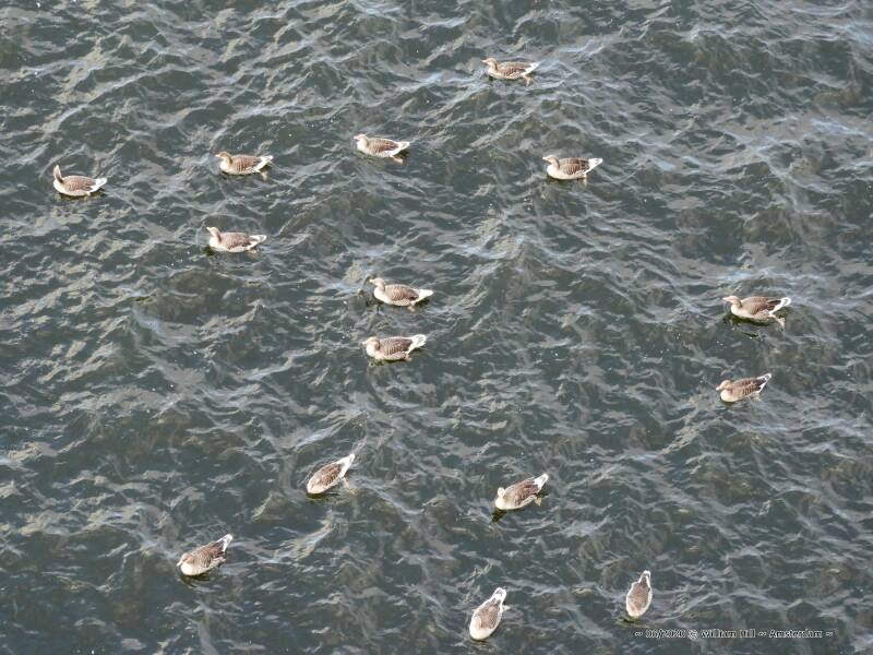  they were 3 weeks early and swam around to find others, and two days ago the big swarm came by and they were not around .. so they missed the group ..And are now still looking over the IJ for friends..