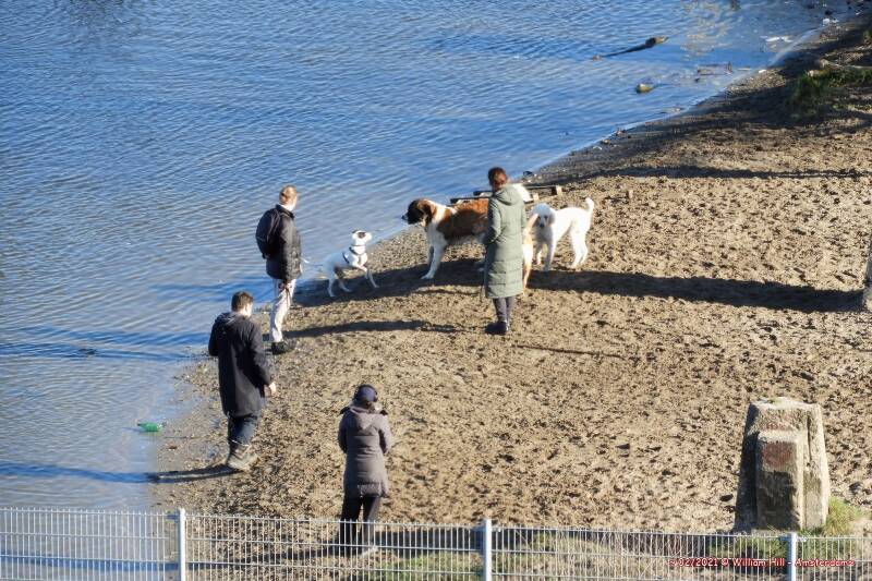 ...and of course the people with dogs, people with privileges