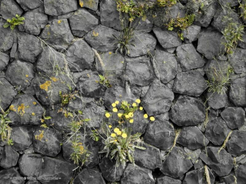 the quayside plants where ecologist tourists come from all over the world especially to see..