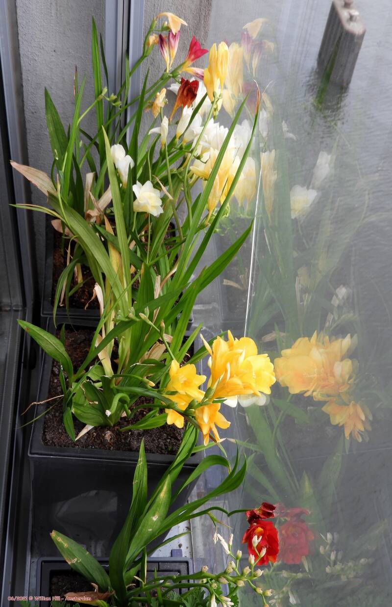 last freesias
