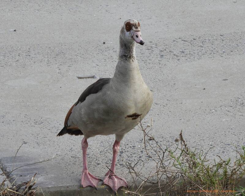 Egyptian Goose looking around too