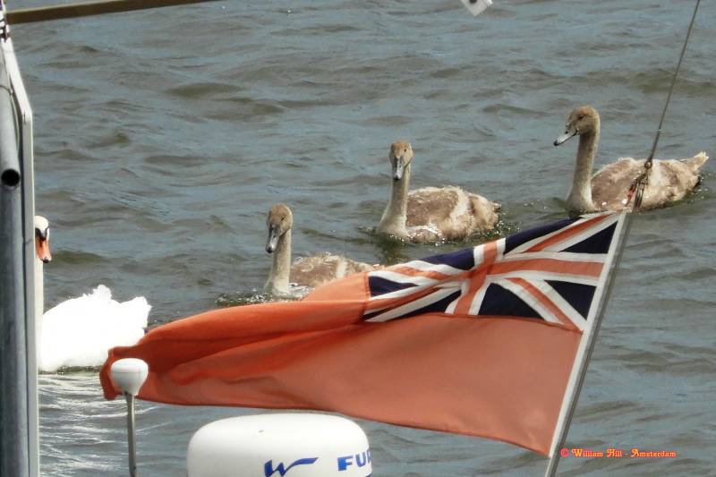 look that is a nice flag, yes it sure is