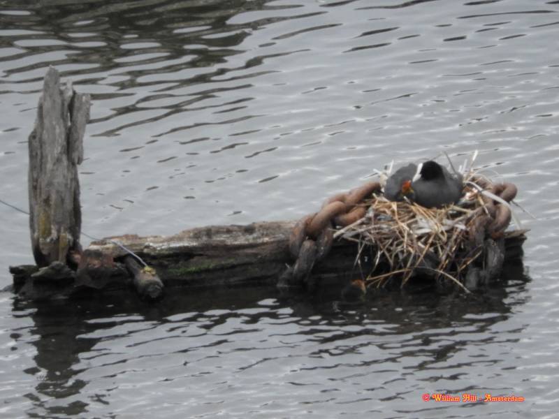 "..and when a big ship comes, the water goes down and can we do some maintenance under the nest.."