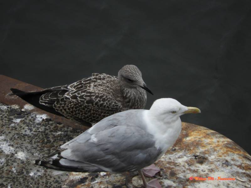 "Hi there, you are different, oh yes"