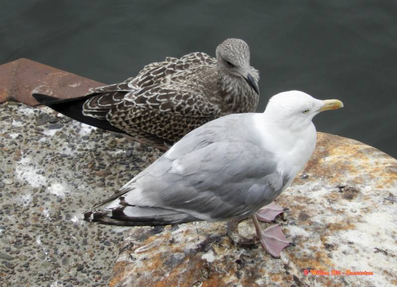 "you know...  we are in Amsterdam.. multiculti...sooo ...perhaps..."
