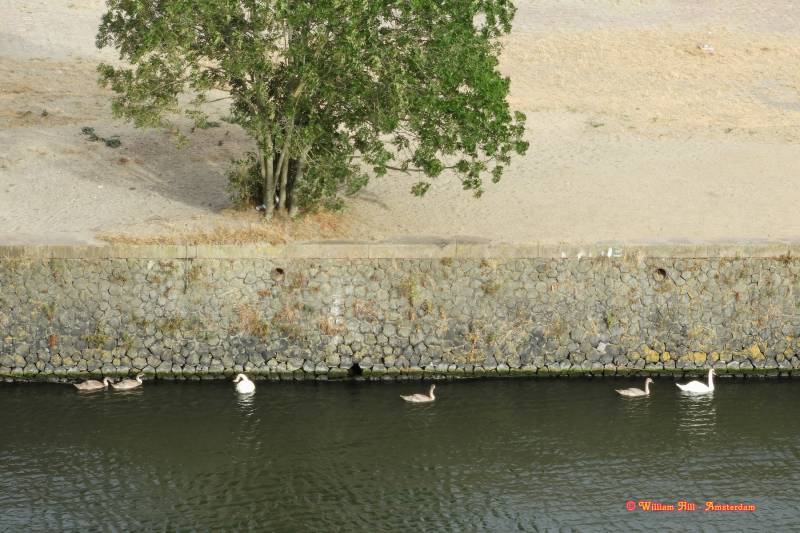 the other swans, searching for food on the dry walls