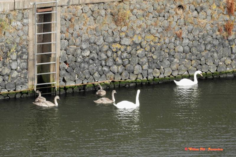 and because of the low waterlevel there is no food here.. ....and oopsy, the famous Stenenhoofd wall-plants.. totally dry !