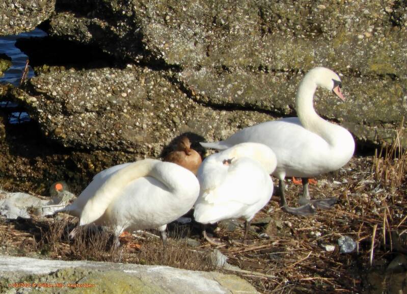 and I see the feet of the male duck